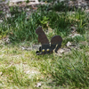 Rimfire Squirrel Ground Stake Popper Target